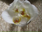 Фотография Журавлевой Кати