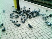 Юля Роїк фотография #17 (источник - https://vk.com/id68937382)