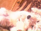 Фотография Свистуновой Светланы