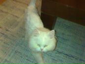 Suphi Ayaoku фотография #27 (источник - https://vk.com/id83001152)