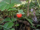 Єва Антонова фотография #32 (источник - https://vk.com/id140761851)