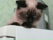 Анастасия Немец фотография #29 (источник - https://vk.com/id122095134)