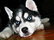 Дима Ларин фотография #3 (источник - https://vk.com/id258297)