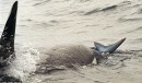 Антон Вилков фотография #49 (источник - https://vk.com/id4653920)