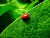 Іринка Вітер фотография #49 (источник - https://vk.com/id8799992)