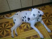 Антон Котов фотография #10 (источник - https://vk.com/id288997)