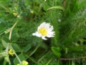 Рімма Мамасахлісі фотография #19 (источник - https://vk.com/id28686702)