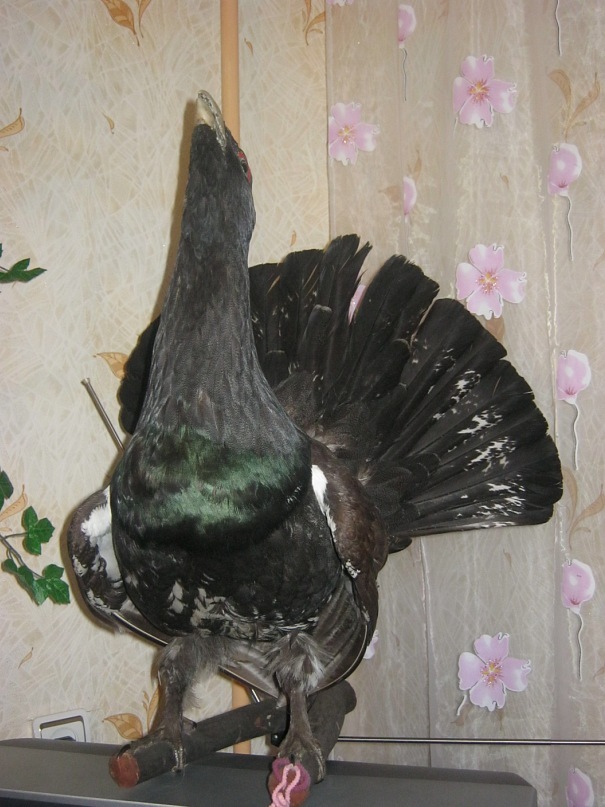 Александр Галкин фотография #27