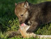 Фотография Афанасьев Александр