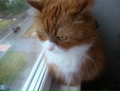 Фотография Ковалева Макса