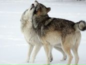 Фотография Ангел Ирины