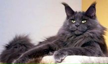 Фотография Мельникова Алексея