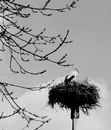 Попіл Троянди фотография #15 (источник - https://vk.com/id143507065)