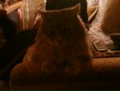 Гордій Гринько фотография #33 (источник - https://vk.com/id92485306)