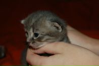 Кіріл Петрук фотография #42 (источник - https://vk.com/id2620559)