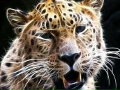 Дмитрий Дмитрин фотография #10 (источник - https://vk.com/id471003)