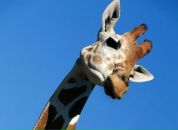 Фотография Пирожкова Александра