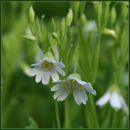 Тетяна Євтушенко - Романчук фотография #19 (источник - https://vk.com/id11524305)