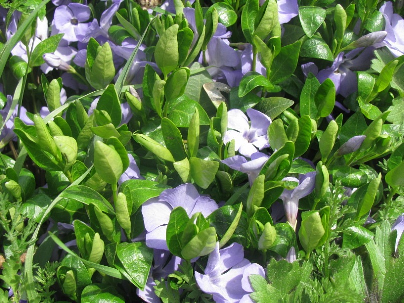 Ира Пивнева фотография #23