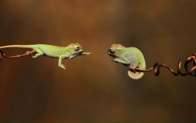 Ronny Chronic фотография #9