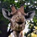 Іван Горбенко фотография #24 (источник - https://vk.com/id155199089)