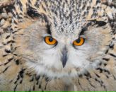 Фотография Губаревой Екатерины