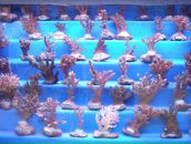 Фотография Миронова Дмитрия