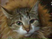 Фотография Елесичевой Юлии