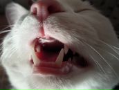 Фотография Гофман Лилии