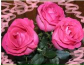 Фотография Алхимовой Елены