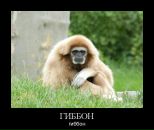Антон Степанов фотография #42 (источник - https://vk.com/id628018)