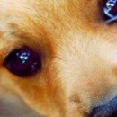 Viki @@@@@@@@@ фотография #15 (источник - https://vk.com/id141663195)