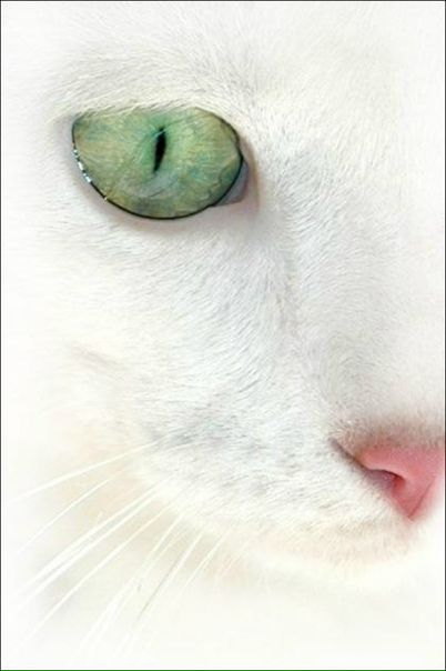 №11, Мария Глеба, Москва, Россия №11, Мария Глеба, Москва, Россия