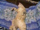 Пэрсик Кот фотография #23 (источник - https://vk.com/id163608640)
