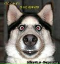 Віктор Небесний фотография #46 (источник - https://vk.com/id69157653)