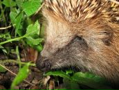 Фотография Бувашкина Анна