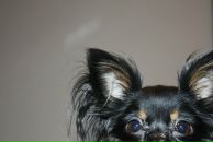 Фотография Antipov Dim