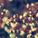 Фотография Добровольской Маргаритки