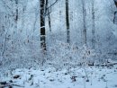 Тарас Тріщ фотография #20 (источник - https://vk.com/id32314785)