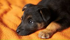 Фотография Светской Алесии