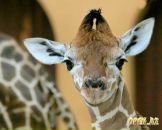 Фотография Кузнецовой Вероники