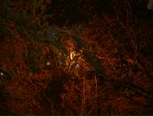 Фотография Криган Ариман