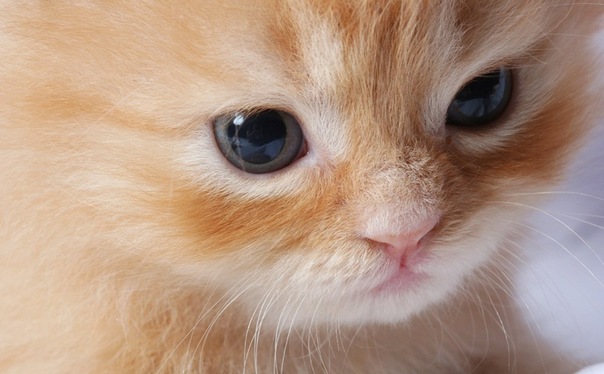 №2, Юля Галкина №2, Юля Галкина