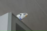 Фотография Sm Roman