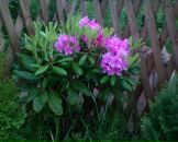 Фотография Воскресенской Моники