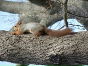 Фотография Акаева Александра