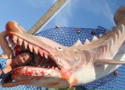 Фотография Воронцовой Елены