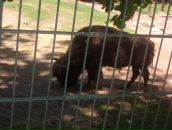 Віка Богатюк фотография #41 (источник - https://vk.com/id77462187)