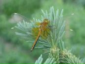 Фотография Шелевой Ксении