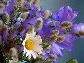 Фотография Ко Лоры